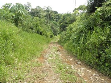 SE VENDE FINCA (PALMA AFRICANA MUERTA) 76,68 HAS.  MALIMPIA – QUININDÉ – ESMERALDAS - ECUADOR