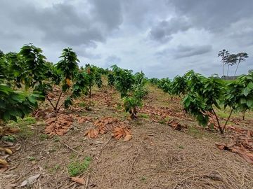 SE VENDE HERMOSA FINCA CACAOTERA 16 HAS.  LA SAIBA – VIA MOCACHE – VINCES – LOS RIOS - ECUADOR