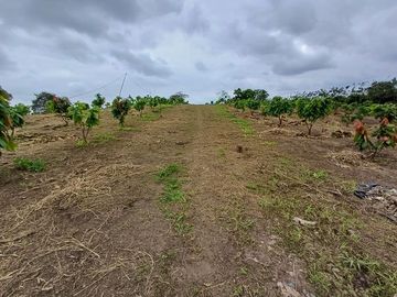 SE VENDE HERMOSA FINCA CACAOTERA 16 HAS.  LA SAIBA – VIA MOCACHE – VINCES – LOS RIOS - ECUADOR