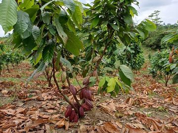 SE VENDE HERMOSA FINCA CACAOTERA 16 HAS.  LA SAIBA – VIA MOCACHE – VINCES – LOS RIOS - ECUADOR