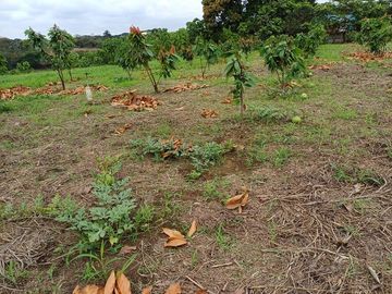 SE VENDE HERMOSA FINCA CACAOTERA 16 HAS.  LA SAIBA – VIA MOCACHE – VINCES – LOS RIOS - ECUADOR