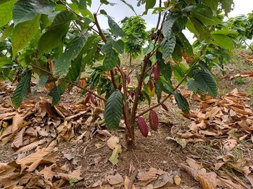 SE VENDE HERMOSA FINCA CACAOTERA 16 HAS.  LA SAIBA – VIA MOCACHE – VINCES – LOS RIOS - ECUADOR