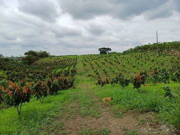 SE VENDE HERMOSA FINCA CACAOTERA 16 HAS.  LA SAIBA – VIA MOCACHE – VINCES – LOS RIOS - ECUADOR