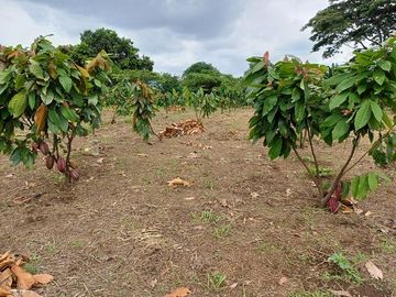 SE VENDE HERMOSA FINCA CACAOTERA 16 HAS.  LA SAIBA – VIA MOCACHE – VINCES – LOS RIOS - ECUADOR