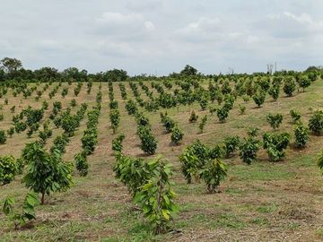 SE VENDE HERMOSA FINCA CACAOTERA 16 HAS.  LA SAIBA – VIA MOCACHE – VINCES – LOS RIOS - ECUADOR