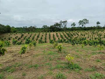 SE VENDE HERMOSA FINCA CACAOTERA 16 HAS.  LA SAIBA – VIA MOCACHE – VINCES – LOS RIOS - ECUADOR