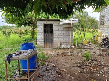 SE VENDE HERMOSA FINCA CACAOTERA 16 HAS.  LA SAIBA – VIA MOCACHE – VINCES – LOS RIOS - ECUADOR