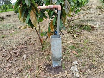 SE VENDE HERMOSA FINCA CACAOTERA 16 HAS.  LA SAIBA – VIA MOCACHE – VINCES – LOS RIOS - ECUADOR