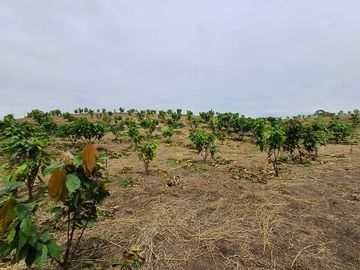 SE VENDE HERMOSA FINCA CACAOTERA 16 HAS.  LA SAIBA – VIA MOCACHE – VINCES – LOS RIOS - ECUADOR