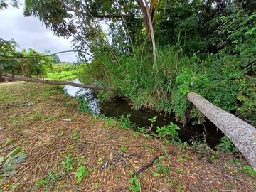 SE VENDE HERMOSA FINCA CACAOTERA 16 HAS.  LA SAIBA – VIA MOCACHE – VINCES – LOS RIOS - ECUADOR