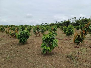 SE VENDE HERMOSA FINCA CACAOTERA 16 HAS.  LA SAIBA – VIA MOCACHE – VINCES – LOS RIOS - ECUADOR