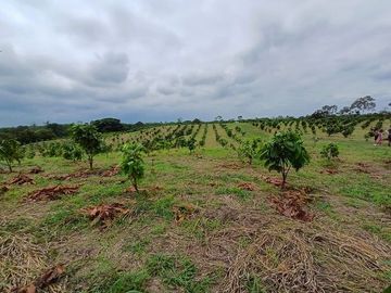 SE VENDE HERMOSA FINCA CACAOTERA 16 HAS.  LA SAIBA – VIA MOCACHE – VINCES – LOS RIOS - ECUADOR