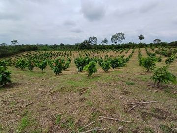 SE VENDE HERMOSA FINCA CACAOTERA 16 HAS.  LA SAIBA – VIA MOCACHE – VINCES – LOS RIOS - ECUADOR