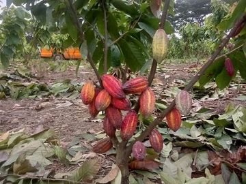 SE VENDE HERMOSA FINCA CACAOTERA 16 HAS.  LA SAIBA – VIA MOCACHE – VINCES – LOS RIOS - ECUADOR