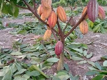 SE VENDE HERMOSA FINCA CACAOTERA 16 HAS.  LA SAIBA – VIA MOCACHE – VINCES – LOS RIOS - ECUADOR