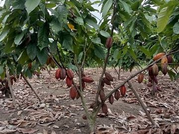 SE VENDE HERMOSA FINCA CACAOTERA 16 HAS.  LA SAIBA – VIA MOCACHE – VINCES – LOS RIOS - ECUADOR