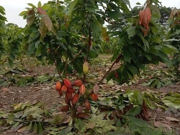 SE VENDE HERMOSA FINCA CACAOTERA 16 HAS.  LA SAIBA – VIA MOCACHE – VINCES – LOS RIOS - ECUADOR