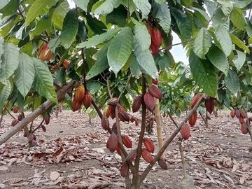 SE VENDE HERMOSA FINCA CACAOTERA 16 HAS.  LA SAIBA – VIA MOCACHE – VINCES – LOS RIOS - ECUADOR