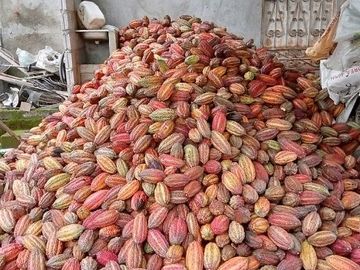 SE VENDE HERMOSA FINCA CACAOTERA 16 HAS.  LA SAIBA – VIA MOCACHE – VINCES – LOS RIOS - ECUADOR