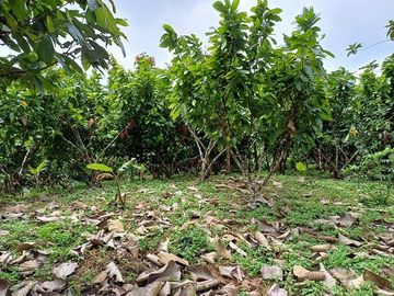 SE VENDE FINCA AGRICOLA EN PRODUCCIÓN 104 HAS.  LA VIRGENCITA - LA UNIÓN - QUININDÉ - ESMERALDAS - ECUADOR
