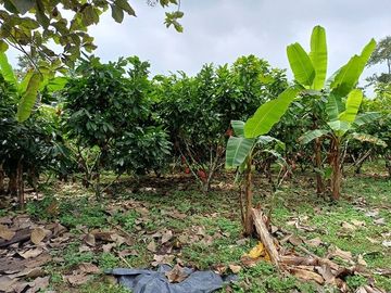 SE VENDE FINCA AGRICOLA EN PRODUCCIÓN 104 HAS.  LA VIRGENCITA - LA UNIÓN - QUININDÉ - ESMERALDAS - ECUADOR