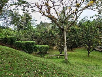 SE VENDE FINCA AGRICOLA EN PRODUCCIÓN 104 HAS.  LA VIRGENCITA - LA UNIÓN - QUININDÉ - ESMERALDAS - ECUADOR