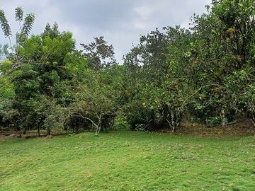 SE VENDE FINCA AGRICOLA EN PRODUCCIÓN 104 HAS.  LA VIRGENCITA - LA UNIÓN - QUININDÉ - ESMERALDAS - ECUADOR