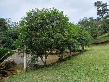 SE VENDE FINCA AGRICOLA EN PRODUCCIÓN 104 HAS.  LA VIRGENCITA - LA UNIÓN - QUININDÉ - ESMERALDAS - ECUADOR