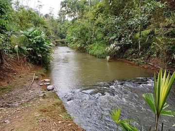 SE VENDE FINCA AGRICOLA EN PRODUCCIÓN 104 HAS.  LA VIRGENCITA - LA UNIÓN - QUININDÉ - ESMERALDAS - ECUADOR