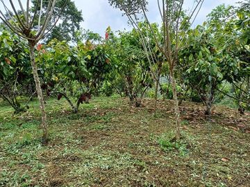 SE VENDE FINCA AGRICOLA EN PRODUCCIÓN 104 HAS.  LA VIRGENCITA - LA UNIÓN - QUININDÉ - ESMERALDAS - ECUADOR