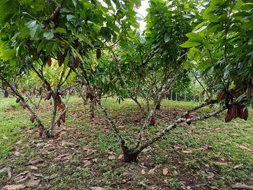 SE VENDE FINCA AGRICOLA EN PRODUCCIÓN 104 HAS.  LA VIRGENCITA - LA UNIÓN - QUININDÉ - ESMERALDAS - ECUADOR