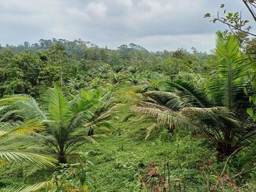 SE VENDE FINCA AGRICOLA EN PRODUCCIÓN 104 HAS.  LA VIRGENCITA - LA UNIÓN - QUININDÉ - ESMERALDAS - ECUADOR