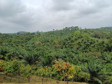 SE VENDE FINCA AGRICOLA EN PRODUCCIÓN 104 HAS.  LA VIRGENCITA - LA UNIÓN - QUININDÉ - ESMERALDAS - ECUADOR