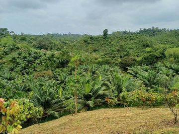 SE VENDE FINCA AGRICOLA EN PRODUCCIÓN 104 HAS.  LA VIRGENCITA - LA UNIÓN - QUININDÉ - ESMERALDAS - ECUADOR