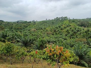 SE VENDE FINCA AGRICOLA EN PRODUCCIÓN 104 HAS.  LA VIRGENCITA - LA UNIÓN - QUININDÉ - ESMERALDAS - ECUADOR