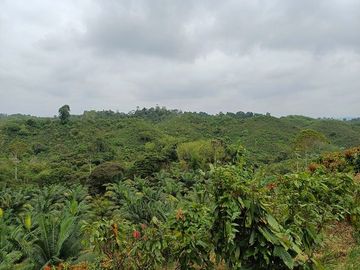 SE VENDE FINCA AGRICOLA EN PRODUCCIÓN 104 HAS.  LA VIRGENCITA - LA UNIÓN - QUININDÉ - ESMERALDAS - ECUADOR