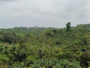 SE VENDE FINCA AGRICOLA EN PRODUCCIÓN 104 HAS.  LA VIRGENCITA - LA UNIÓN - QUININDÉ - ESMERALDAS - ECUADOR