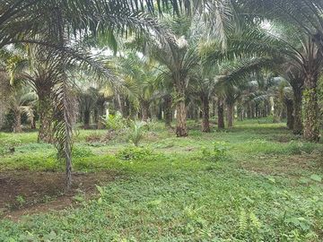 SE VENDE HERMOSA FINCA AGRÍCOLA 20 HAS. EL SILENCIO – LA UNIÓN – QUININDÉ – ESMERALDAS - ECUADOR