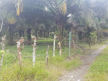 SE VENDE HERMOSA FINCA AGRÍCOLA 20 HAS. EL SILENCIO – LA UNIÓN – QUININDÉ – ESMERALDAS - ECUADOR