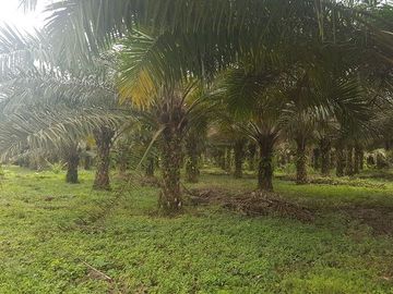 SE VENDE HERMOSA FINCA AGRÍCOLA 20 HAS. EL SILENCIO – LA UNIÓN – QUININDÉ – ESMERALDAS - ECUADOR