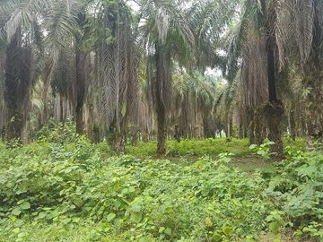SE VENDE HERMOSA FINCA AGRÍCOLA 20 HAS. EL SILENCIO – LA UNIÓN – QUININDÉ – ESMERALDAS - ECUADOR