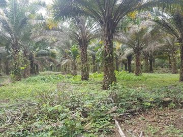 SE VENDE HERMOSA FINCA AGRÍCOLA 20 HAS. EL SILENCIO – LA UNIÓN – QUININDÉ – ESMERALDAS - ECUADOR