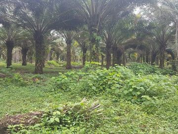 SE VENDE HERMOSA FINCA AGRÍCOLA 20 HAS. EL SILENCIO – LA UNIÓN – QUININDÉ – ESMERALDAS - ECUADOR