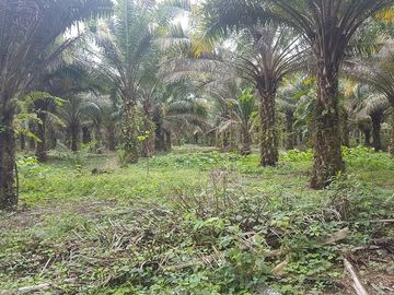 SE VENDE HERMOSA FINCA AGRÍCOLA 20 HAS. EL SILENCIO – LA UNIÓN – QUININDÉ – ESMERALDAS - ECUADOR