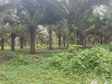 SE VENDE HERMOSA FINCA AGRÍCOLA 20 HAS. EL SILENCIO – LA UNIÓN – QUININDÉ – ESMERALDAS - ECUADOR