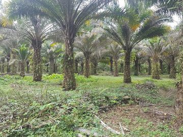 SE VENDE HERMOSA FINCA AGRÍCOLA 20 HAS. EL SILENCIO – LA UNIÓN – QUININDÉ – ESMERALDAS - ECUADOR