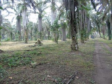 SE VENDE HERMOSA FINCA AGRÍCOLA 20 HAS. EL SILENCIO – LA UNIÓN – QUININDÉ – ESMERALDAS - ECUADOR