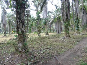 SE VENDE HERMOSA FINCA AGRÍCOLA 20 HAS. EL SILENCIO – LA UNIÓN – QUININDÉ – ESMERALDAS - ECUADOR