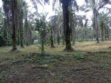 SE VENDE HERMOSA FINCA AGRÍCOLA 20 HAS. EL SILENCIO – LA UNIÓN – QUININDÉ – ESMERALDAS - ECUADOR