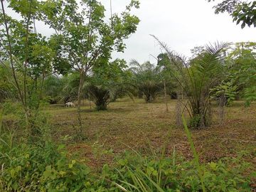 SE VENDE HERMOSA FINCA AGRÍCOLA 20 HAS. EL SILENCIO – LA UNIÓN – QUININDÉ – ESMERALDAS - ECUADOR